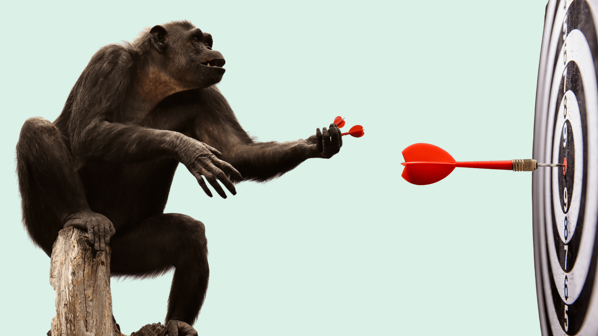 Artikel Titelbild - Sind Affen die besseren Investoren?